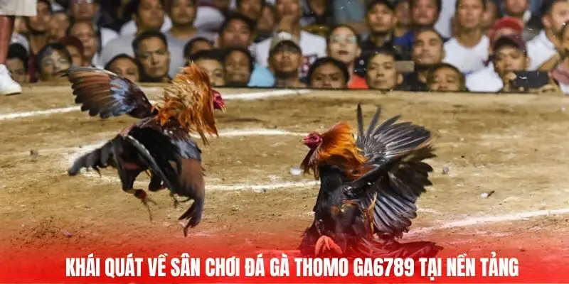 Đá Gà Thomo Trận Chiến Của Những Chiến Kê Hàng Đầu 2025 1 Khái quát về sân chơi đá gà thomo GA6789 tại nền tảng