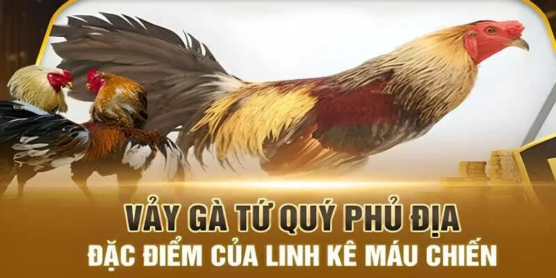 Vảy Gà Phủ Địa - Dấu Hiệu Khi Xuất Hiện Chiến Kê Dũng Mãnh 3 Những giống Phủ Địa đã xuất hiện trên thị trường