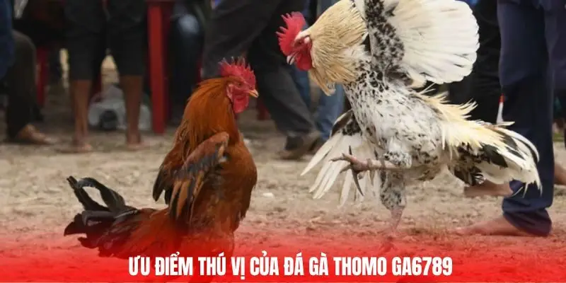 Đá Gà Thomo Trận Chiến Của Những Chiến Kê Hàng Đầu 2025 3 Ưu điểm thú vị của đá gà thomo GA6789